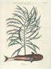 Vissen, slangen, insecten en enkele andere dieren, evenals enkele afbeeldingen van planten Pl026 - Mark Catesby — weergave van het kunstwerk