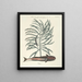 Vissen, slangen, insecten en enkele andere dieren, evenals enkele afbeeldingen van planten Pl026 - Mark Catesby — ingelijst kunstwerk aan de muur