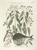 van Poissons, serpents, insectes et quelques autres animaux, ainsi que quelques photos de plantes Pl028 - Mark Catesby — weergave van het kunstwerk