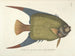 Afbeeldingen van vissen, slangen, insecten en andere dieren evenals van bepaalde planten Pl031 - Mark Catesby — weergave van het kunstwerk