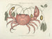 van een schilderij met afbeeldingen van vissen, slangen, insecten en andere dieren, evenals bepaalde planten - Mark Catesby — weergave van het kunstwerk