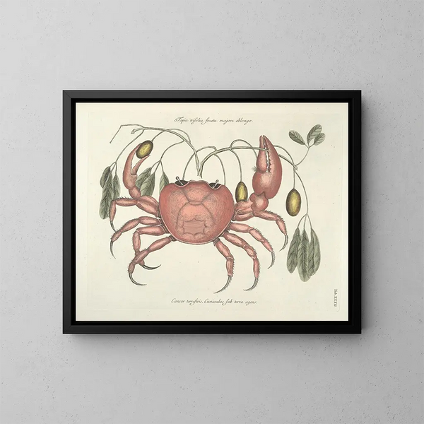 van een schilderij met afbeeldingen van vissen, slangen, insecten en andere dieren, evenals bepaalde planten - Mark Catesby — ingelijst kunstwerk aan de muur