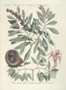 Piscium serpentum insectorum aliorumque nonnullorum animalum nec non plantarum quarundam imagines Pl033 - Mark Catesby — weergave van het kunstwerk