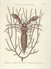 van Poissons, serpents, insectes et quelques autres animaux, ainsi que quelques photos de plantes Pl034 - Mark Catesby — weergave van het kunstwerk