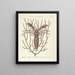 van Poissons, serpents, insectes et quelques autres animaux, ainsi que quelques photos de plantes Pl034 - Mark Catesby — ingelijst kunstwerk aan de muur