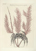Piscium serpentum insectorum aliorumque nonnullorum animalum nec non plantarum quarundam imagines Pl035 - Mark Catesby — weergave van het kunstwerk