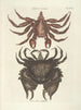 Poissons, serpents, insectes et quelques autres animaux, ainsi que quelques photos de plantes Pl036 - Mark Catesby — weergave van het kunstwerk