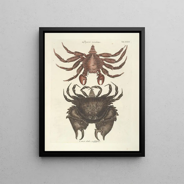 Mark Catesby - Piscium serpentum insectorum aliorumque nonnullorum animalum nec non plantarum quarundam imagines Pl036.webp