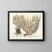 Afbeeldingen van vissen, slangen, insecten en andere dieren evenals van bepaalde planten Pl037 - Mark Catesby — ingelijst kunstwerk aan de muur