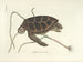 Afbeeldingen van vissen, slangen, insecten en andere dieren evenals van bepaalde planten - Mark Catesby — weergave van het kunstwerk