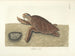 Afbeeldingen van vissen, slangen, insecten en andere dieren, evenals van bepaalde planten - Mark Catesby — weergave van het kunstwerk