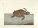 Afbeeldingen van vissen, slangen, insecten en andere dieren evenals van bepaalde planten - Mark Catesby — weergave van het kunstwerk