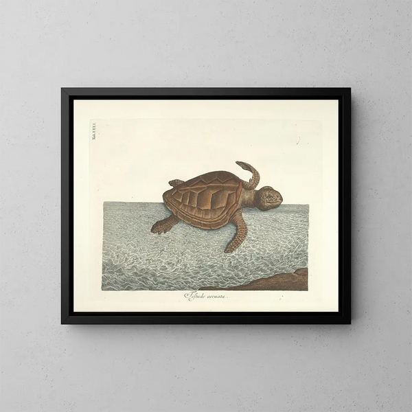 Afbeeldingen van vissen, slangen, insecten en andere dieren evenals van bepaalde planten - Mark Catesby — ingelijst kunstwerk aan de muur