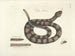 Afbeeldingen van vissen, slangen, insecten en andere dieren evenals van bepaalde planten Pl041 - Mark Catesby — weergave van het kunstwerk