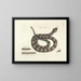 Afbeeldingen van vissen, slangen, insecten en andere dieren evenals van bepaalde planten Pl041 - Mark Catesby — ingelijst kunstwerk aan de muur