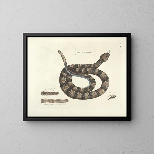 Afbeeldingen van vissen, slangen, insecten en andere dieren evenals van bepaalde planten Pl041 - Mark Catesby — ingelijst kunstwerk aan de muur