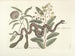 Afbeeldingen van vissen, slangen, insecten en andere dieren evenals van bepaalde planten Pl042 - Mark Catesby — weergave van het kunstwerk
