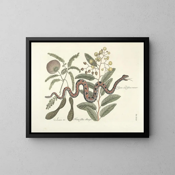 Afbeeldingen van vissen, slangen, insecten en andere dieren evenals van bepaalde planten Pl042 - Mark Catesby — ingelijst kunstwerk aan de muur