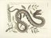 Afbeeldingen van vissen, slangen, insecten en andere dieren evenals van bepaalde planten Pl043 - Mark Catesby — weergave van het kunstwerk