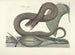 Afbeeldingen van vissen, slangen, insecten en andere dieren evenals van bepaalde planten Pl045 - Mark Catesby — weergave van het kunstwerk