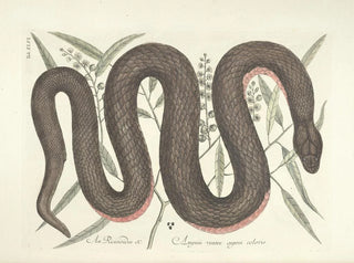 Mark Catesby - Piscium serpentum insectorum aliorumque nonnullorum animalum nec non plantarum quarundam imagines Pl046.webp