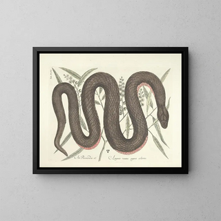 Mark Catesby - Piscium serpentum insectorum aliorumque nonnullorum animalum nec non plantarum quarundam imagines Pl046.webp