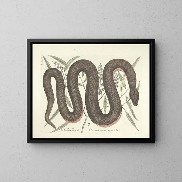 Afbeeldingen van vissen, slangen, insecten en andere dieren evenals bepaalde planten Pl046 - Mark Catesby — ingelijst kunstwerk aan de muur