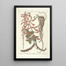 Piscium serpentum insectorum aliorumque nonnullorum animalum nec non plantarum quarundam imagines Pl049 - Mark Catesby — ingelijst kunstwerk aan de muur