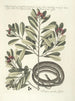 van Poissons, serpents, insectes et quelques autres animaux, ainsi que quelques photos de plantes Pl050 - Mark Catesby — weergave van het kunstwerk