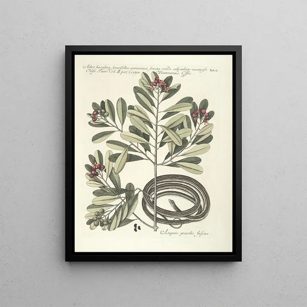Mark Catesby - Piscium serpentum insectorum aliorumque nonnullorum animalum nec non plantarum quarundam imagines Pl050.webp