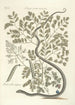 Piscium serpentum insectorum aliorumque nonnullorum animalum nec non plantarum quarundam imagines Pl051 - Mark Catesby — weergave van het kunstwerk