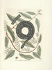 van Poissons, serpents, insectes et quelques autres animaux, ainsi que quelques photos de plantes Pl052 - Mark Catesby — weergave van het kunstwerk