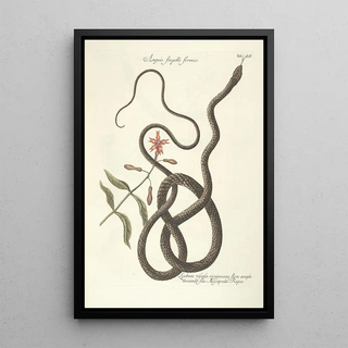 Mark Catesby - Piscium serpentum insectorum aliorumque nonnullorum animalum nec non plantarum quarundam imagines Pl054.webp