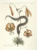 van Poissons, serpents, insectes et quelques autres animaux, ainsi que quelques images de plantes Pl056 - Mark Catesby — weergave van het kunstwerk
