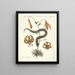 van Poissons, serpents, insectes et quelques autres animaux, ainsi que quelques images de plantes Pl056 - Mark Catesby — ingelijst kunstwerk aan de muur