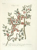 van Poissons, serpents, insectes et quelques autres animaux, ainsi que quelques photos de plantes Pl057 - Mark Catesby — weergave van het kunstwerk