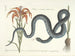Afbeeldingen van vissen, slangen, insecten en andere dieren evenals bepaalde planten Pl058 - Mark Catesby — weergave van het kunstwerk