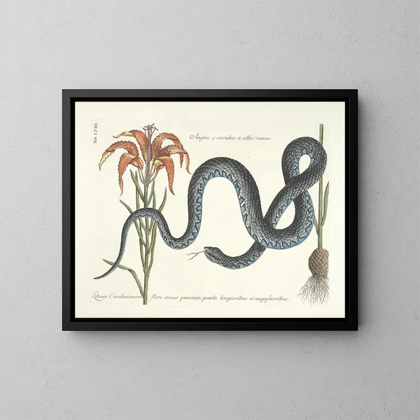 Afbeeldingen van vissen, slangen, insecten en andere dieren evenals bepaalde planten Pl058 - Mark Catesby — ingelijst kunstwerk aan de muur