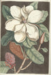 Piscium serpentum insectorum aliorumque nonnullorum animalum nec non plantarum quarundam imagines Pl061 - Mark Catesby — weergave van het kunstwerk