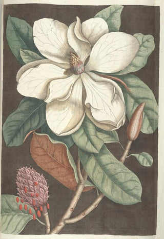 Mark Catesby - Piscium serpentum insectorum aliorumque nonnullorum animalum nec non plantarum quarundam imagines Pl061.webp