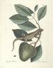 van Poissons, serpents, insectes et quelques autres animaux, ainsi que quelques photos de plantes Pl064 - Mark Catesby — weergave van het kunstwerk