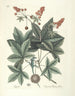 van Poissons, serpents, insectes et quelques autres animaux, ainsi que quelques photos de plantes Pl065 - Mark Catesby — weergave van het kunstwerk