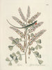 van Poissons, serpents, insectes et quelques autres animaux, ainsi que quelques images de plantes Pl066 - Mark Catesby — weergave van het kunstwerk