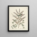 van Poissons, serpents, insectes et quelques autres animaux, ainsi que quelques images de plantes Pl066 - Mark Catesby — ingelijst kunstwerk aan de muur
