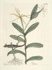 van Poissons, serpents, insectes et quelques autres animaux, ainsi que quelques images de plantes Pl068 - Mark Catesby — weergave van het kunstwerk