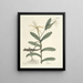 van Poissons, serpents, insectes et quelques autres animaux, ainsi que quelques images de plantes Pl068 - Mark Catesby — ingelijst kunstwerk aan de muur