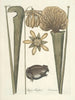 van Poissons, serpents, insectes et quelques autres animaux, ainsi que quelques images de plantes Pl069 - Mark Catesby — weergave van het kunstwerk