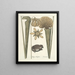 van Poissons, serpents, insectes et quelques autres animaux, ainsi que quelques images de plantes Pl069 - Mark Catesby — ingelijst kunstwerk aan de muur