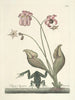 van Poissons, serpents, insectes et quelques autres animaux, ainsi que quelques images de plantes Pl070 - Mark Catesby — weergave van het kunstwerk