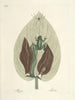van Poissons, serpents, insectes et quelques autres animaux, ainsi que quelques photos de plantes Pl071 - Mark Catesby — weergave van het kunstwerk
